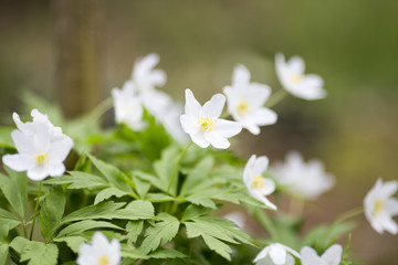 Flowers.