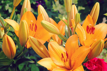 Colorful orange lily bunch.Toned image.