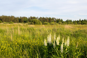 Природа России. Цветы на диком поле и сосновый лес на горизонте. © 1802185