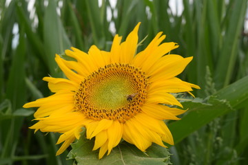 Sonnenblume