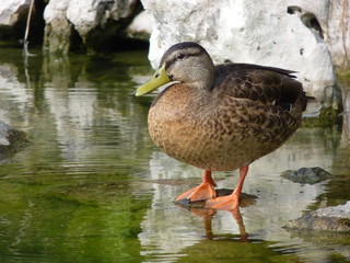 canard colvert femelle