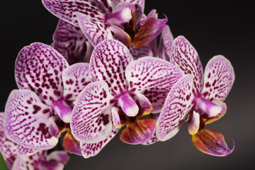 Orchidea, Orchid