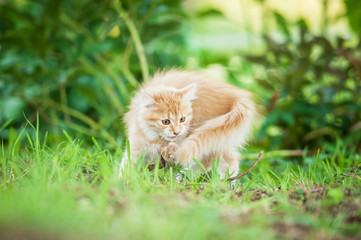 Naklejka na ściany i meble Little funny kitten playing with its tail
