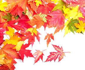 Naklejka na ściany i meble Maple autumn leaves on white background