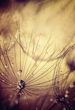 Dandelion flowers background