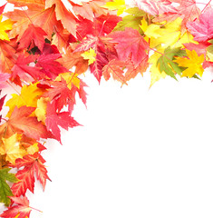 Colorful autumn leaves on white background