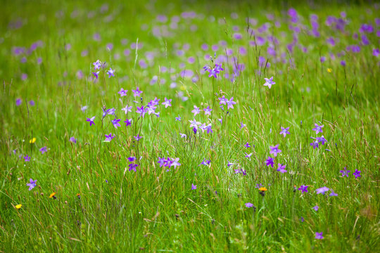 Fototapeta Campanula abietina