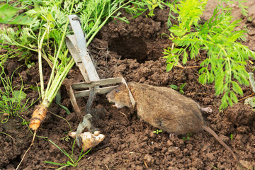 Trapped European water vole, Arvicola terrestris/amphibious