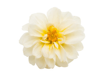 chrysanthemum