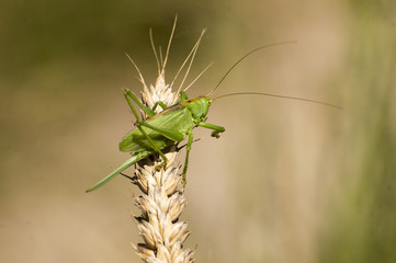 Great Green Bush-Cricket