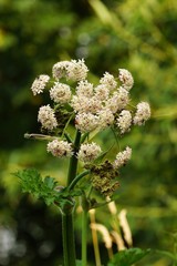 Toxic hogweed on a meadow