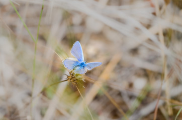 Common blue butterfly