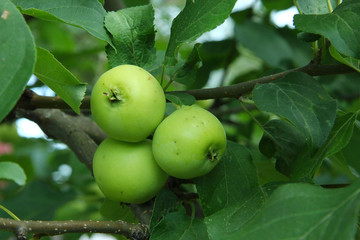Green apples on a branch ready to be harvested, outdoors