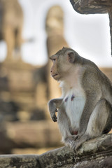 Long-tailed Macaque female Monkey sitting on ancient ruins of An
