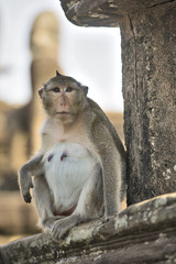 Long-tailed Macaque female Monkey sitting on ancient ruins of An