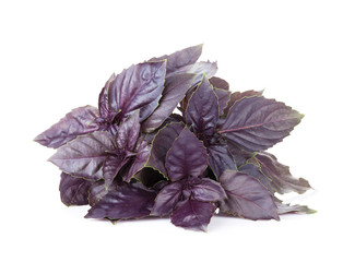 Fresh garden herbs. Purple basil
