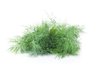 Fresh garden herbs. Dill