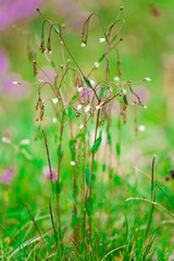 Cerastium Wildflower