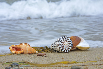 shells on a beach