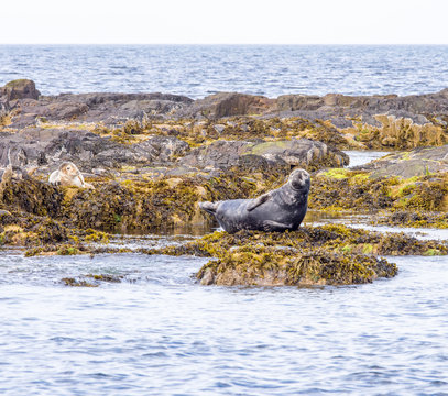 Seals Basking In The Sunshire, Farne Islands, Northumberland, UK