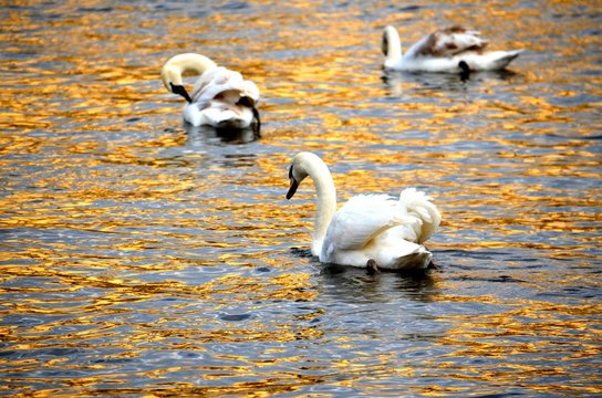 Swans in golden water