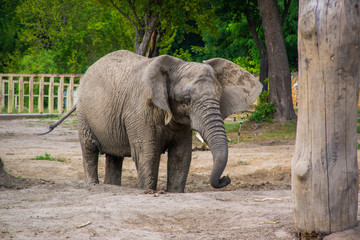 Fototapeta premium African elephant