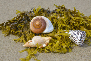 shells on a beach