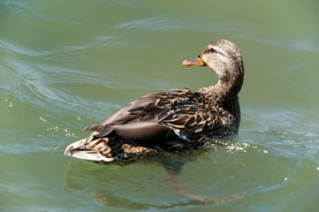 The water swimming wildlife duck