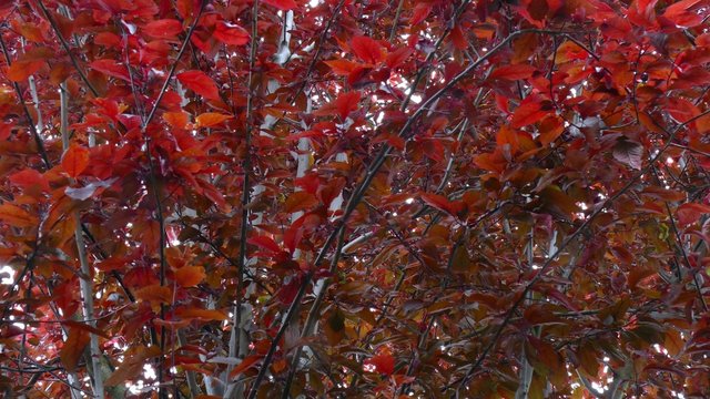 Roter Laubbaum (Prunus cerasifera)