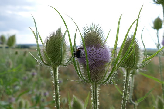 Die wilde Karde bietet Nahrung f&uuml;r Insekten, insbesondere f&uuml;r Hummeln, aber auch f&uuml;r Bienen und Schmetterlinge. Sie ist ein Heilkraut f&uuml;r viele Beschwerden 