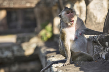 Long-tailed Macaque female Monkey sitting on ancient ruins of An