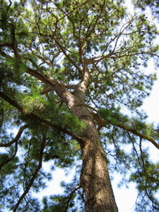 High Pine Wood 