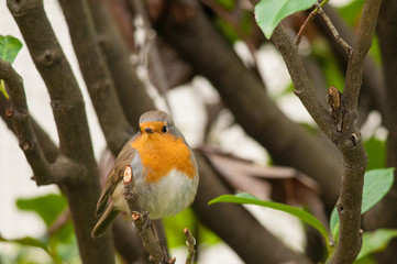 Pettirosso