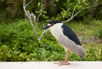 Naklejka premium Black crowned night heron. Nycticorax nycticorax. Florida