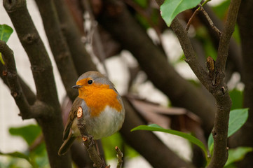 Pettirosso
