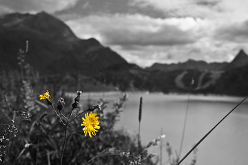Gelbe Blume mit Berglandschaft im Hintergrund