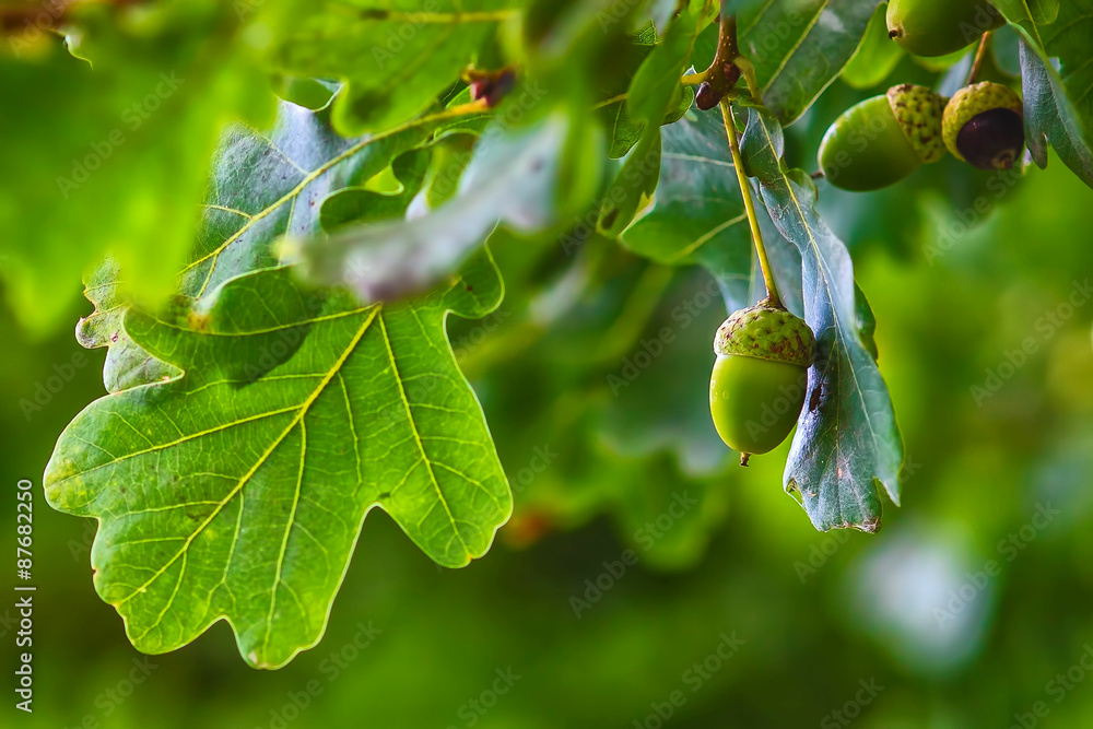 Wall mural green acorn hanging from a tree oak leaf background nature summe