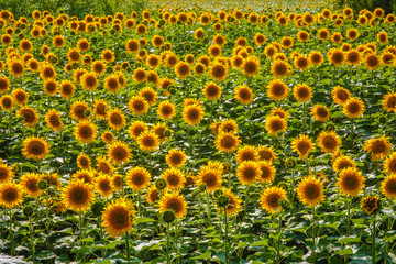 background lot of sunflowers summer landscape screen saver for y