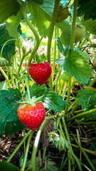 Strawberry Field with Ripe strawberries as background