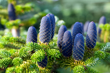 Caucasian fir tree cones close-up.