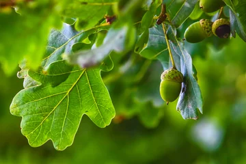 Gardinen Grüne Eichel, die an einem Baum hängt, Eichenblatt, Hintergrund, Natursumme © maxximmm