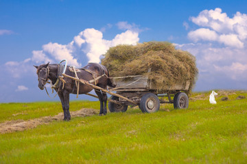 Horse and hay wagon in a field on a background of blue sky, hay 