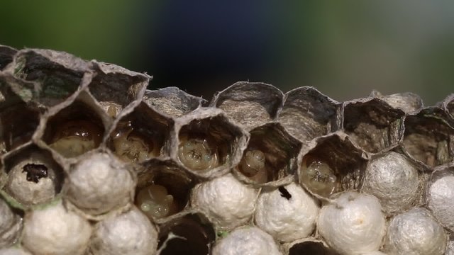 Larvae of the wasp.
Honeycombs are developing larvae of wasps - the next generation of insects.