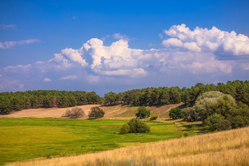 pine background field with green grass nature background