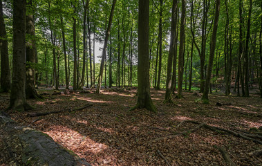 forest Rujana Germany