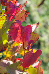 vine red leaves