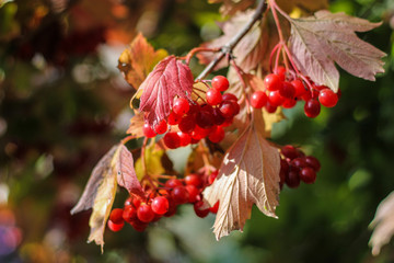 viburnum berries and leaves
