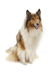 Fototapeta premium Rough Collie