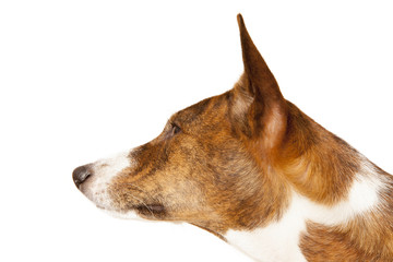 basenji dog isolated on white background