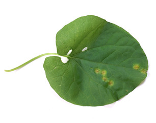 Puccinia on a leaf morning glory - obrazy, fototapety, plakaty